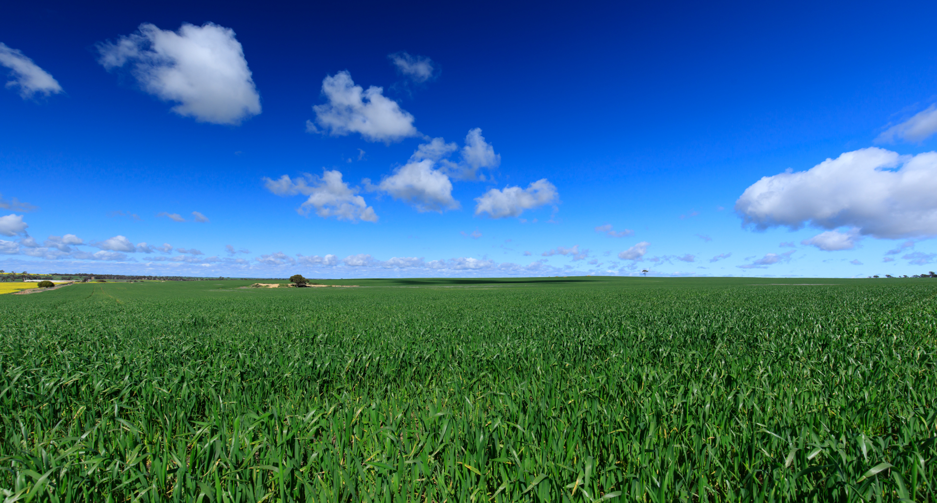 Green Grass Field